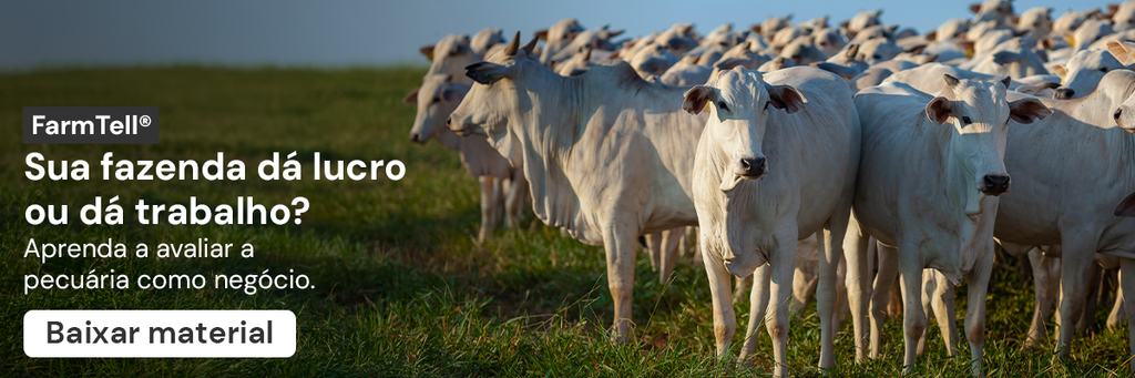 BANNER de material rico - Como avaliar a pecuária como um negócio