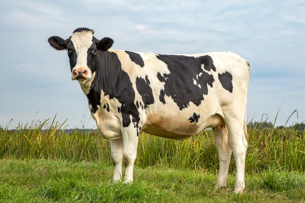 Vaca preta e branca, em pé sobre a grama verde em um prado, pastagem na Holanda, da raça Holandesa-Frísia (Holstein-Frísia), sob um céu azul.