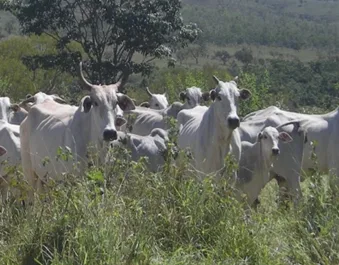 bovino de corte magro com 3 costelas visíveis
