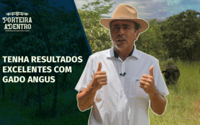 O que é a recria de gado? As três fases da pecuária de corte