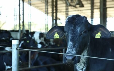 Acabou o volumoso das vacas antes do tempo previsto? Descubra as principais causas.