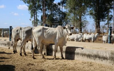 Cuidados com a Rotina dos Cochos de Suplementação 