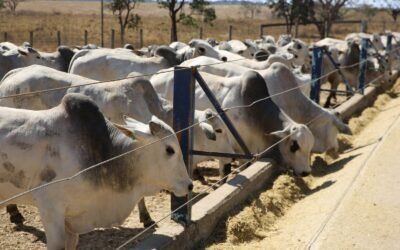 Confira os três passos para controlar a alimentação de seus animais confinados