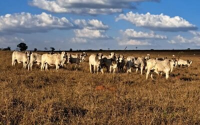 Como superar alguns dos desafios da época seca para gado a pasto