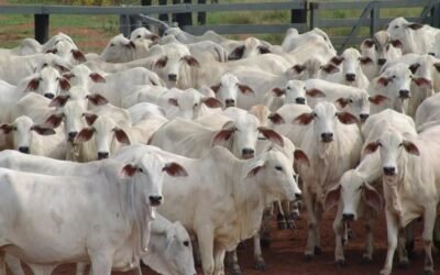 Segredos da lucratividade na pecuária: o que diferencia as fazendas bem-sucedidas