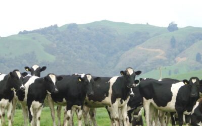 Como o uso de Pastagens de Inverno pode aumentar sua Produção de Leite