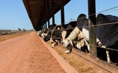 Cocho para confinamento: 05 Tipos de manejo para seu gado
