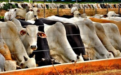 Simulação de Cenários e planejamento para Pecuária de Corte