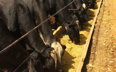 Nutrição de bovinos de leite: Dieta formulada x Dieta final