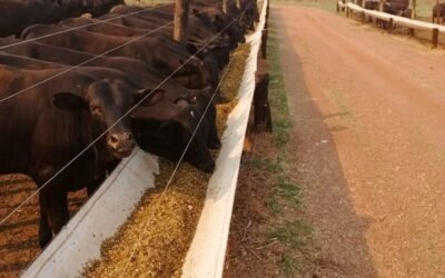 Fique atento à qualidade da mistura nas dietas do confinamento!
