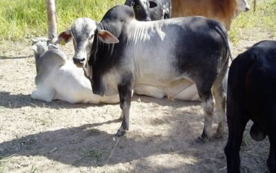 O que observar para avaliar o Desempenho do Animal a Pasto?