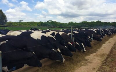 As Melhores práticas de Manejo Alimentar para Bovinos de Leite