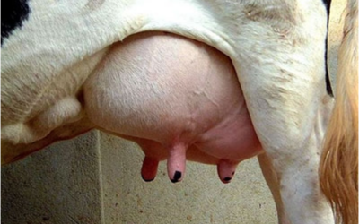 Como uma dieta mal balanceada influencia na composição do leite das vacas?