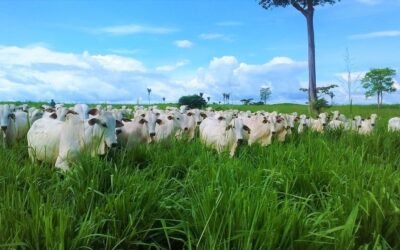 Tipos de manejo de Pastagem: Contínuo, Alternado ou Rotacionado?