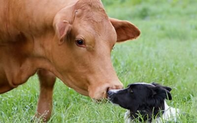 Neosporose Bovina: O que é, quais as causas, sintomas e como prevenir?