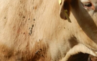 Carrapato de boi em bovinos de leite: O que é, o que causa e como evitar?
