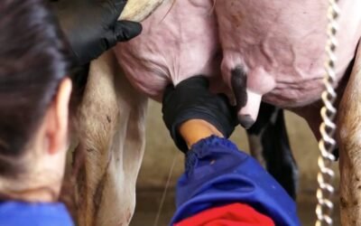 Período seco em vacas leiteiras: por que ele é tão importante?