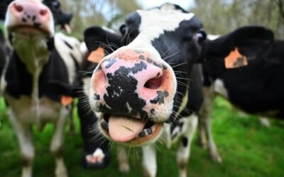 Holanda x Brasil: Uma breve comparação da pecuária leiteira