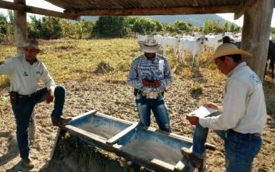 Sal mineral para bovinos: Você sabe que é importante, mas por quê?