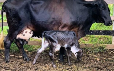 Colostro bovino e importância da colostragem para bezerros