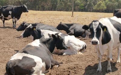 Estresse térmico em bovinos de leite: Qual o impacto dele na produção?