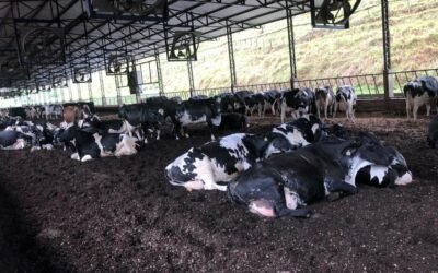 Período de Transição de Vacas Leiteiras: Como fazer um bom manejo Pré Parto?