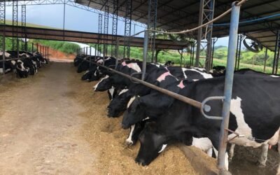 PRODAP na mídia – Cetose pode colocar produtividade em risco