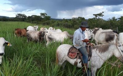 Os 3 primeiros passos para o sucesso da rotina de manejo na pecuária de corte a pasto!