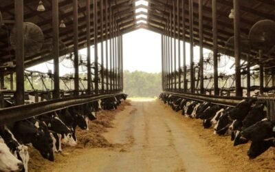Tipos de instalações de confinamento de vacas leiteiras e suas vantagens e desafios
