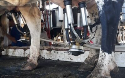 10 pontos fundamentais para diminuir a Contagem Bacteriana Total (CBT) do leite cru