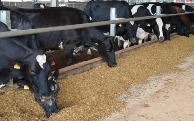 Conceitos básicos para a formulação de dietas de vacas leiteiras