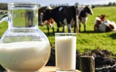 Como reduzir os custos de produção de leite nas propriedades leiteiras?