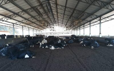 Compost Barn: O que é, manejo e como fazer em pequenas propriedades!