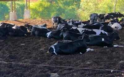 A importância da divisão de lote para vacas leiteiras