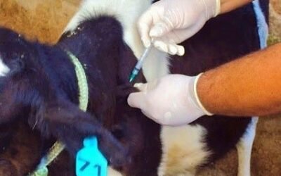 Brucelose bovina: O que é, sintomas e como testar!