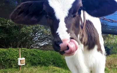 Como manter boas práticas de manejo de bezerras leiteiras?
