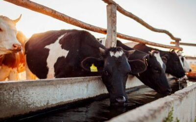Ingestão de água por bovinos de leite: Saiba tudo sobre a importância deste nutriente.