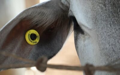 Qual a importância do brinco bovino para o controle do gado?