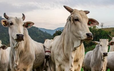 Raça de gado de corte: conheça as melhores e mais produtivas do Brasil