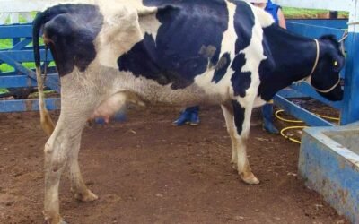 Tripanossomose bovina: O que é, transmissão, diagnóstico e tratamento