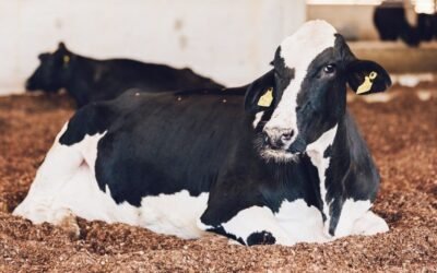 Hipocalcemia em vacas: O que é, quais são sintomas e como tratar