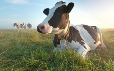 Bem estar animal: 11 dicas para garantir o conforto de bovinos leiteiros
