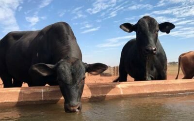 Bebedouro para gado: onde instalar, tamanho ideal e como manejar corretamente