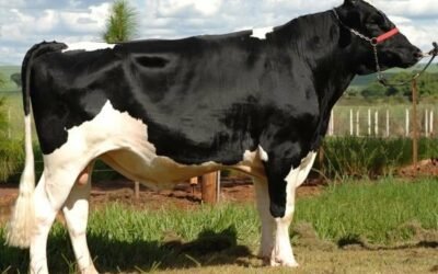 Exame andrológico em bovinos: O que é, como funciona e qual a importância?