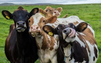 Vacas, novilhas e bezerras: qual a composição ideal dos rebanhos de gado de leite?