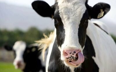 Conheça as principais raças de vacas-leiteiras do Brasil