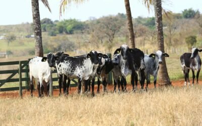 Vacas Girolando de alta produção: Como manejar com sucesso