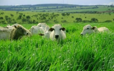 Taxa de lotação: o que é, como calcular e como impacta o desempenho do rebanho?