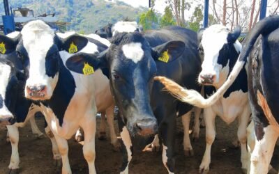 Reprodução bovina: você sabe a importância da taxa de inseminação?