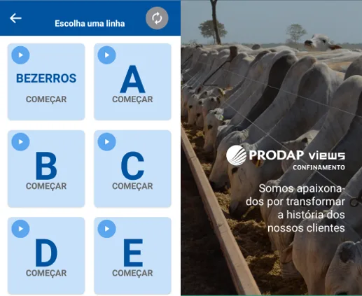 escore de cocho no confinamento